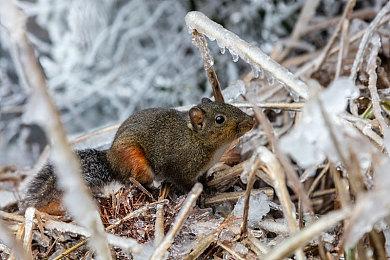 索尼“印度之星计划”明年初公布首批游戏 登陆PS5